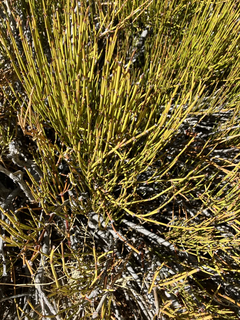 Ephedra Viridis