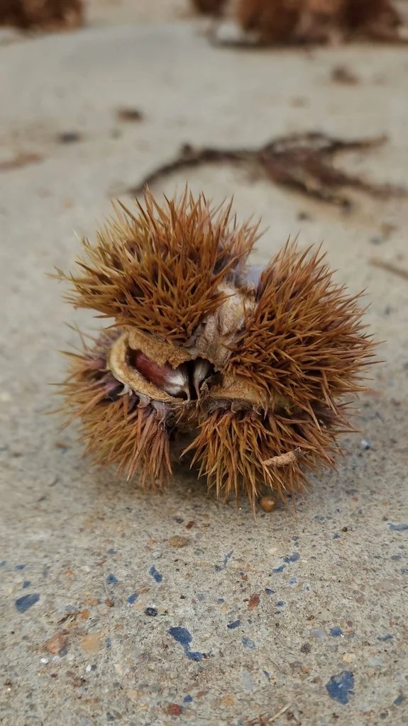 Castanea Mollissima