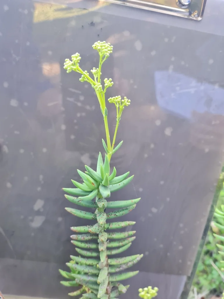 Crassula Tetragona