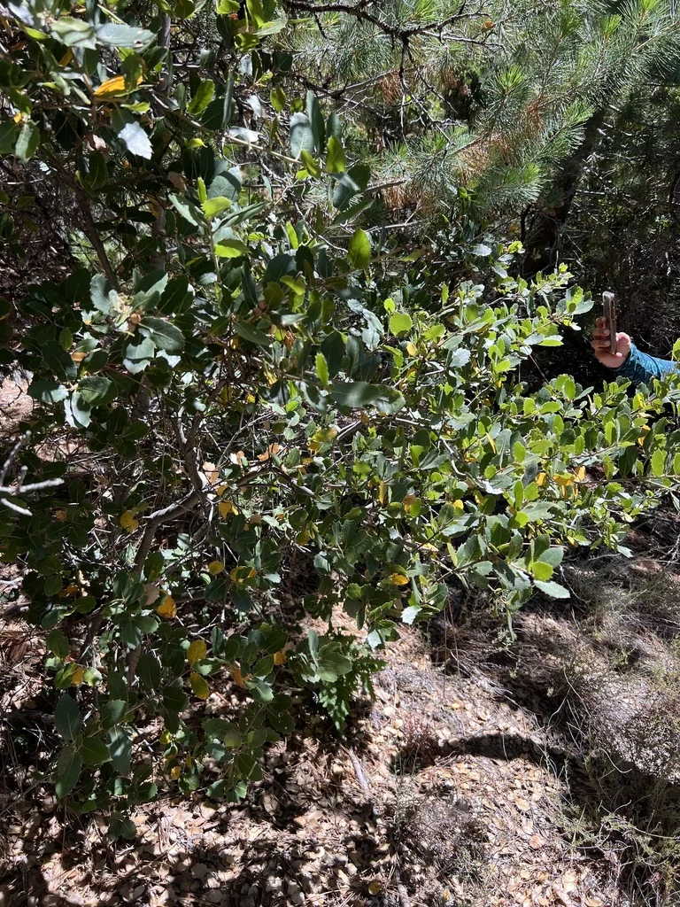 Quercus Wislizenii