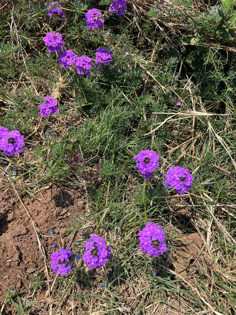 Verbena Tenuisecta