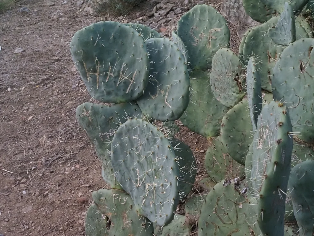 Opuntia Robusta