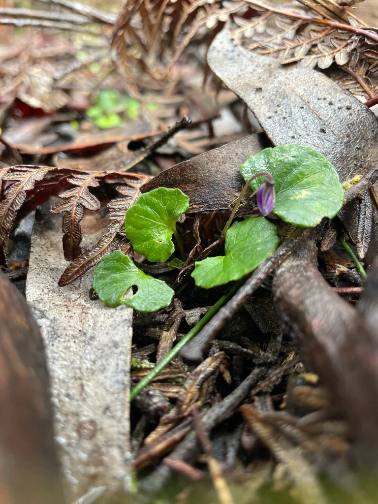 Viola hederacea