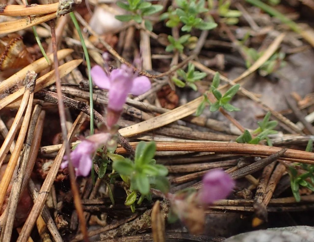 Thymus Serpyllum