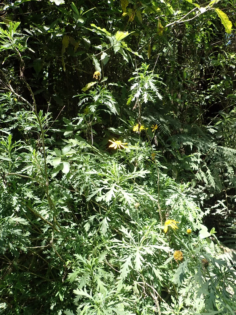 Euryops Chrysanthemoides