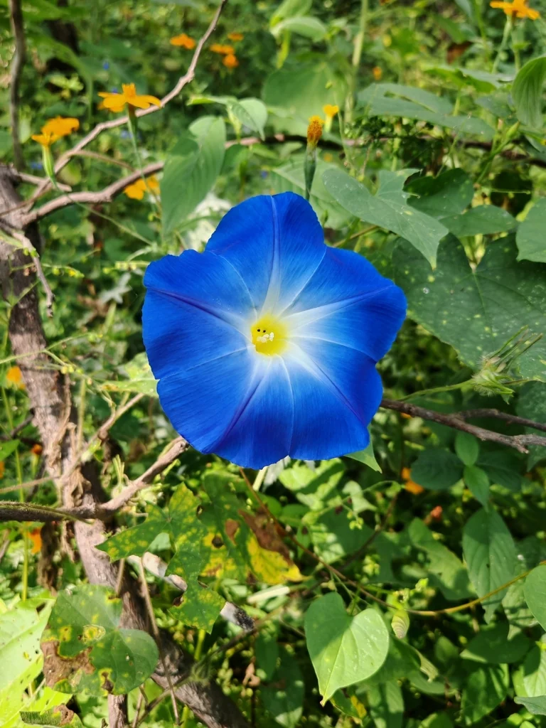 Ipomoea Tricolor