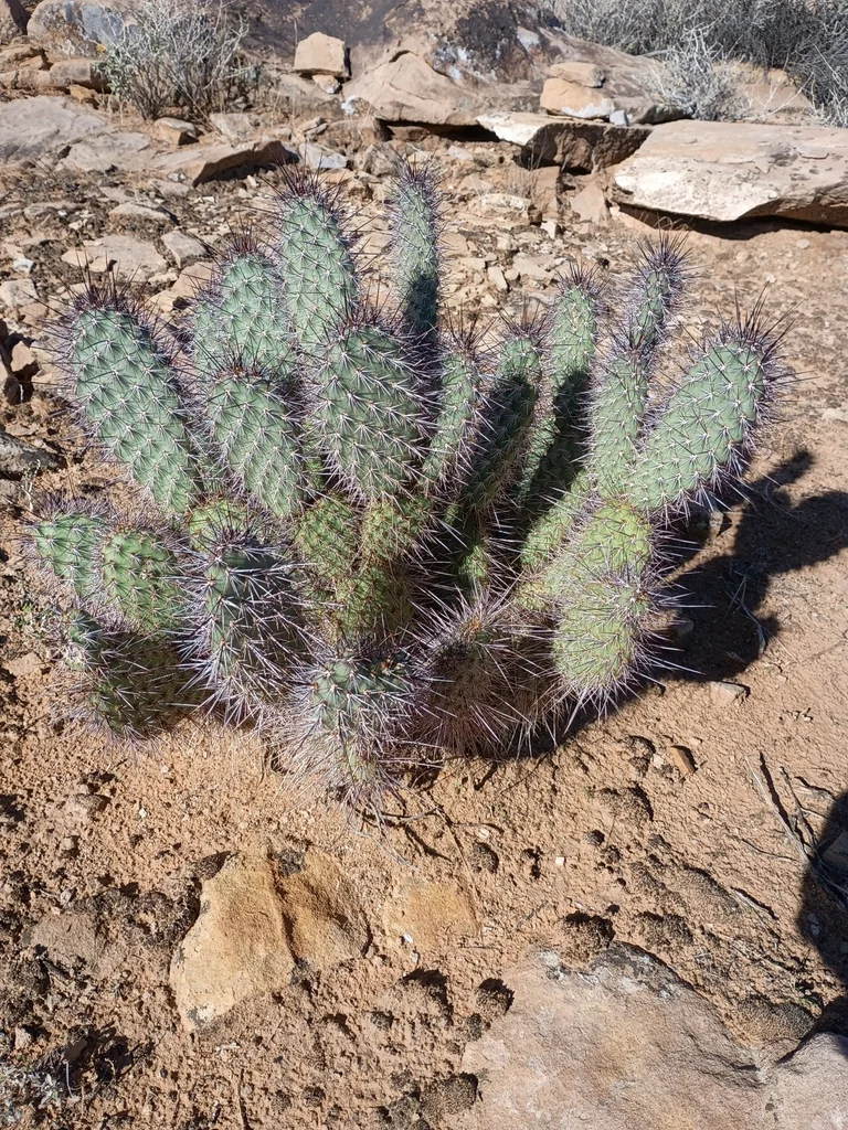 Opuntia Erinacea