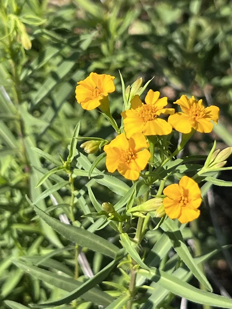 Tagetes Lucida