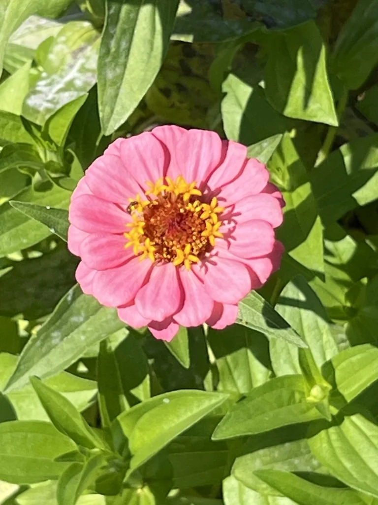 Zinnia Elegans