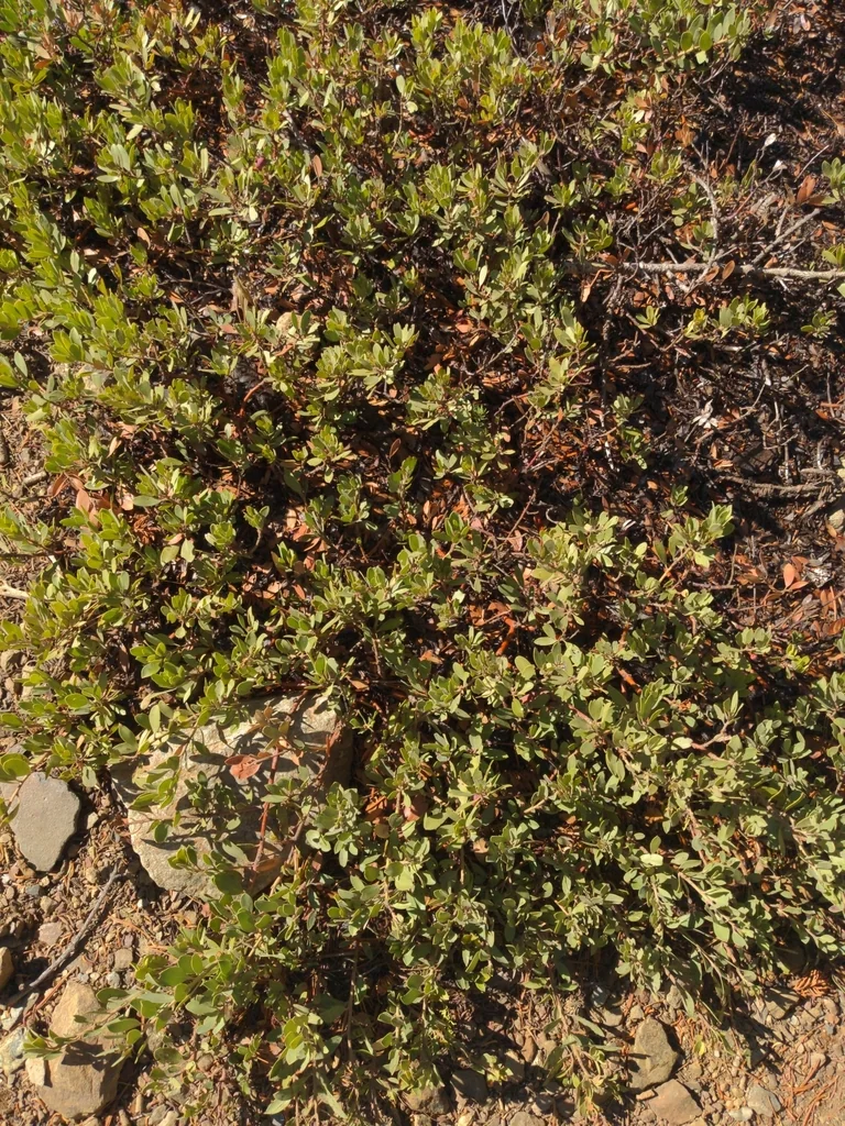 Arctostaphylos Nevadensis