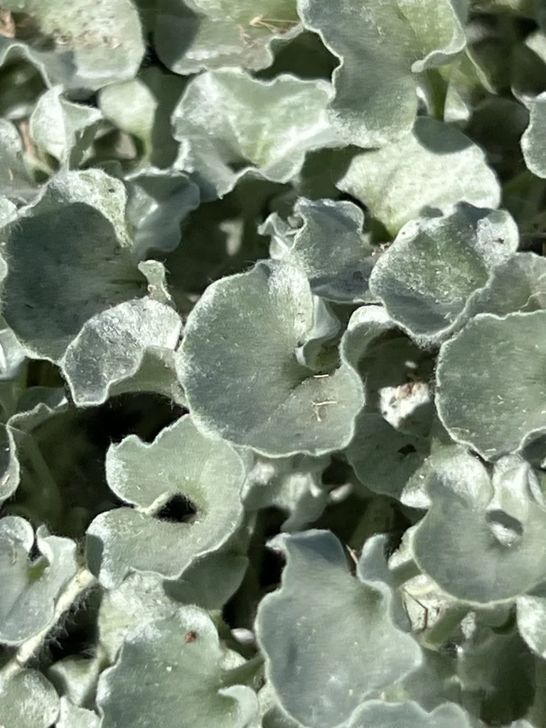 Dichondra argentea
