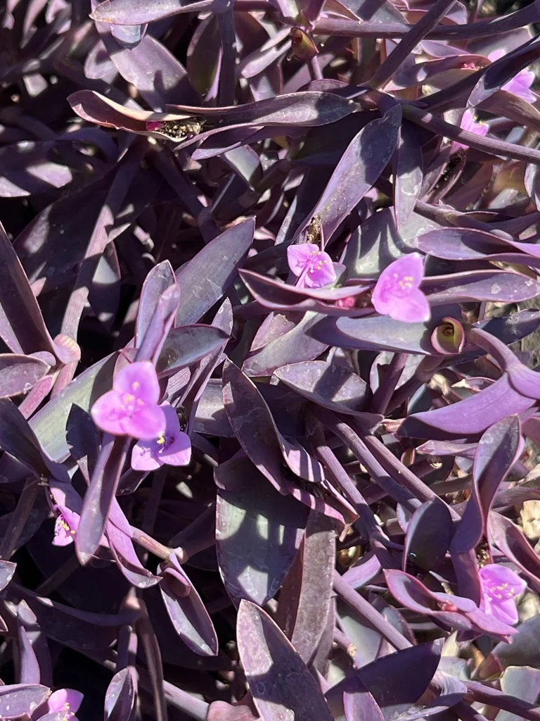 Tradescantia pallida