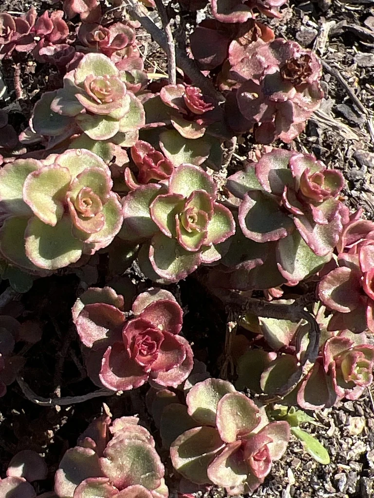 Sedum spurium
