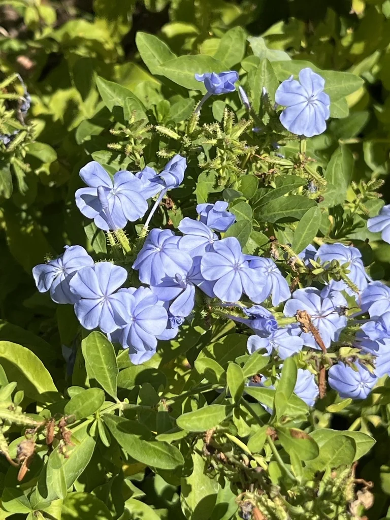 Plumbago Auriculata