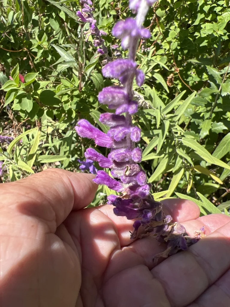 Salvia Leucantha