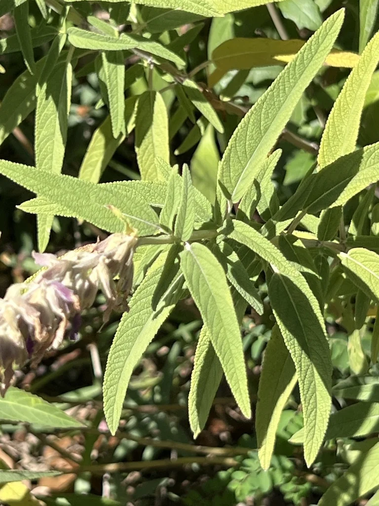 Salvia Leucantha