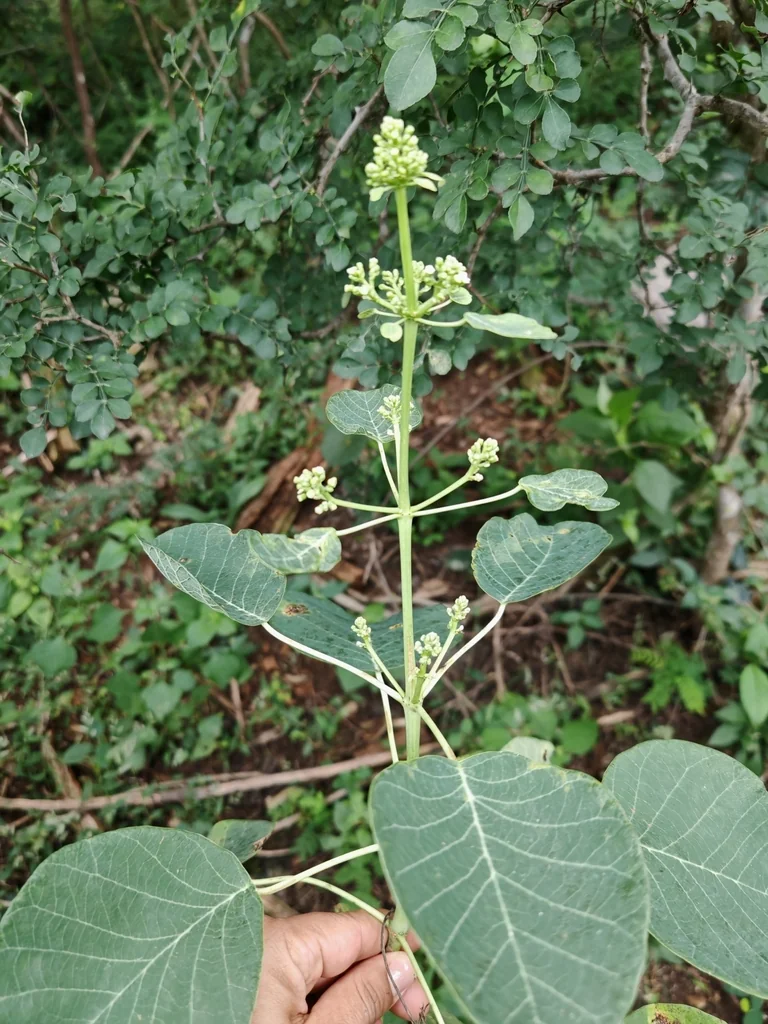 Euphorbia Cotinifolia