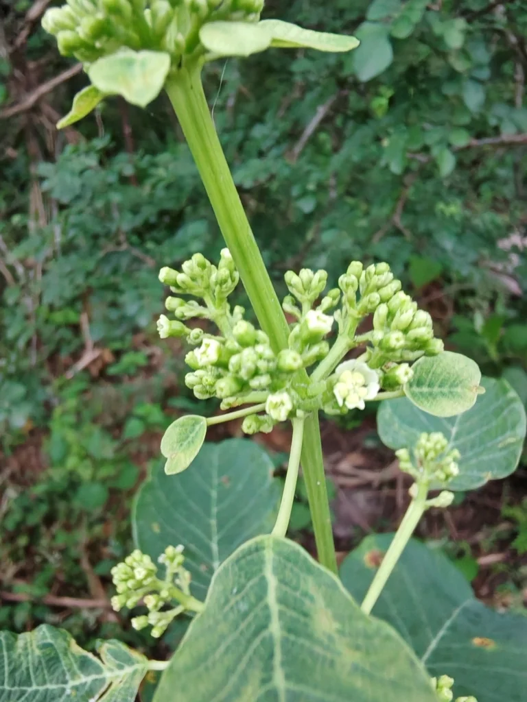 Euphorbia Cotinifolia