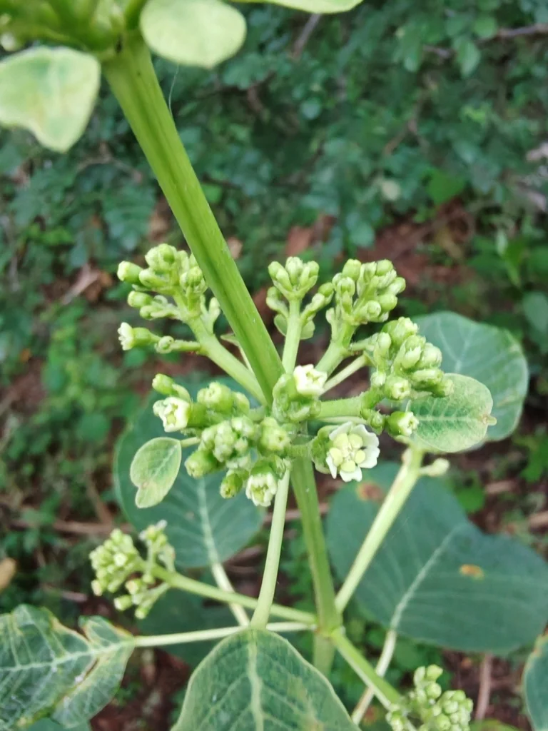 Euphorbia Cotinifolia