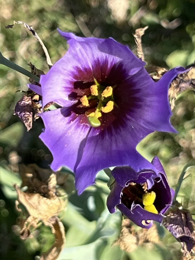 Eustoma Grandiflorum