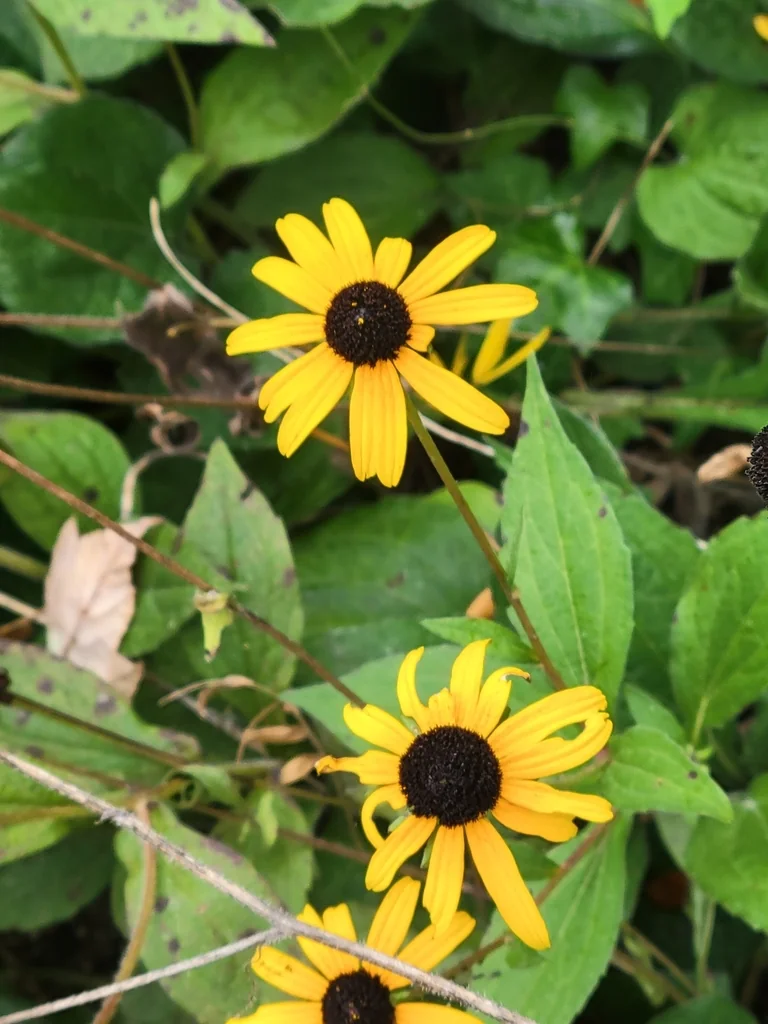 Rudbeckia Fulgida