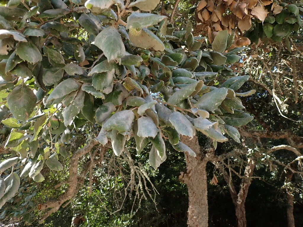 Quercus Suber