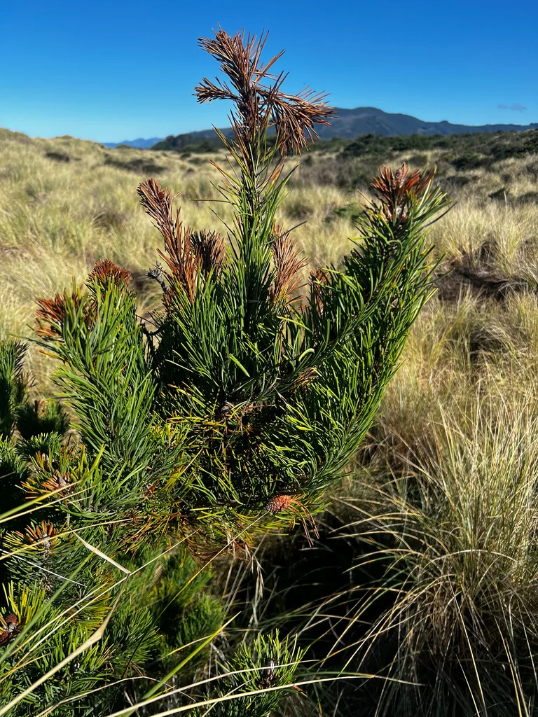 Pinus Contorta Var. Contorta