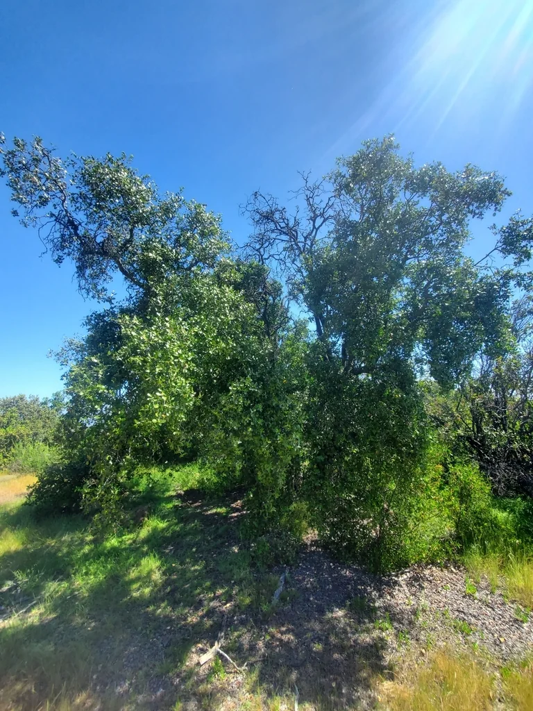 Quillaja Saponaria