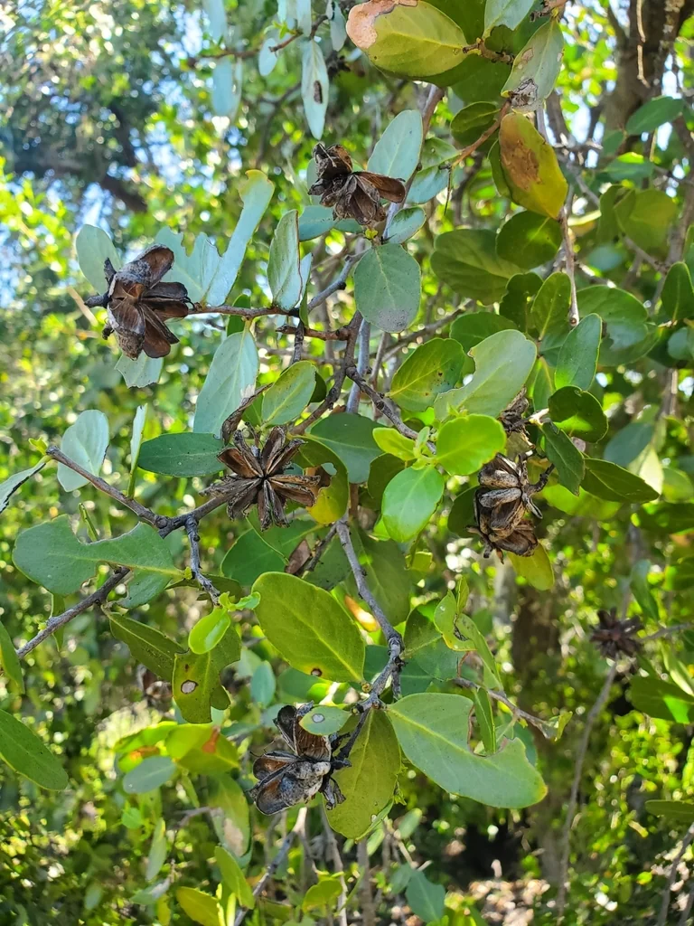 Quillaja Saponaria