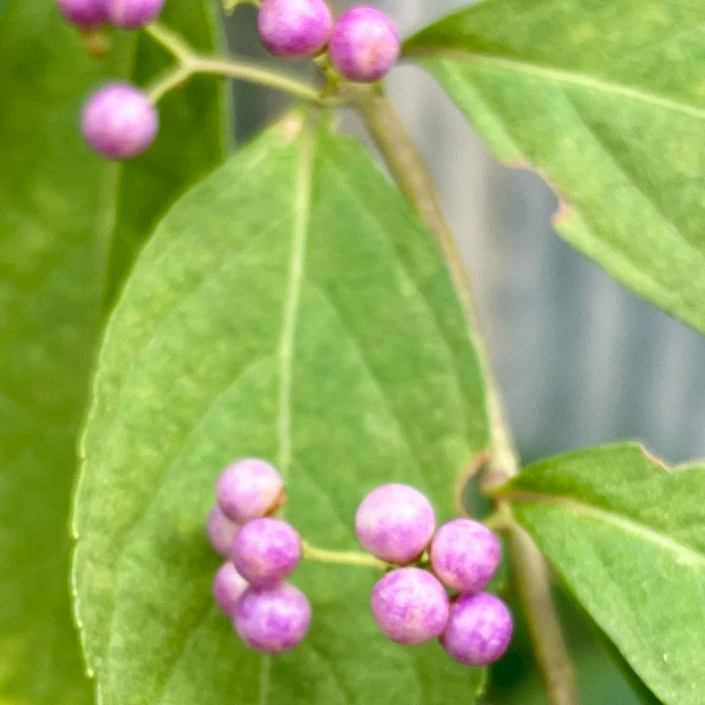 Callicarpa Dichotoma
