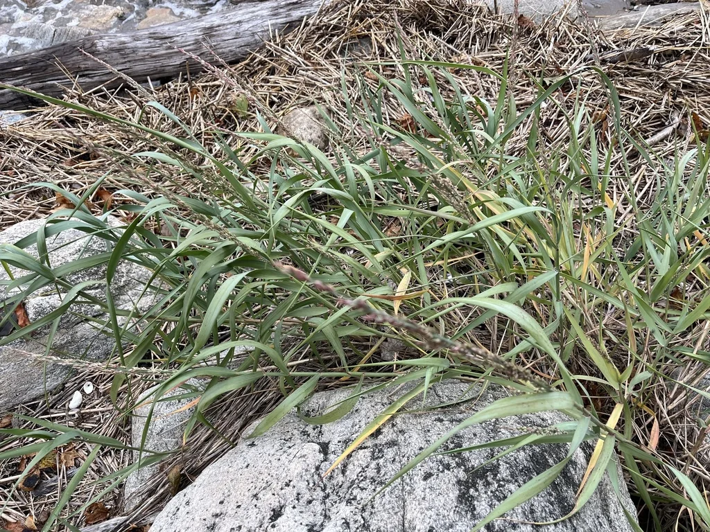 Panicum Amarum
