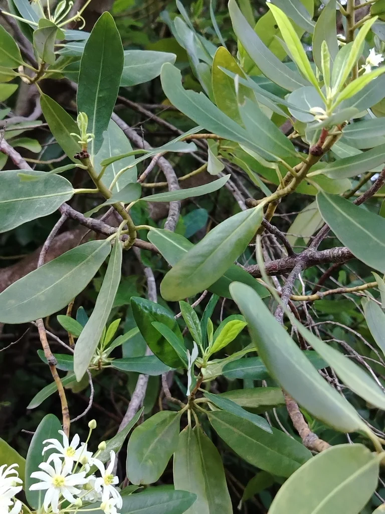 Drimys Winteri
