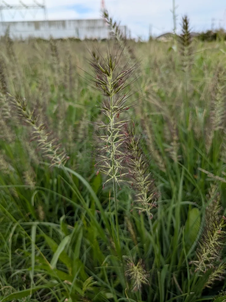 Pennisetum alopecuroides