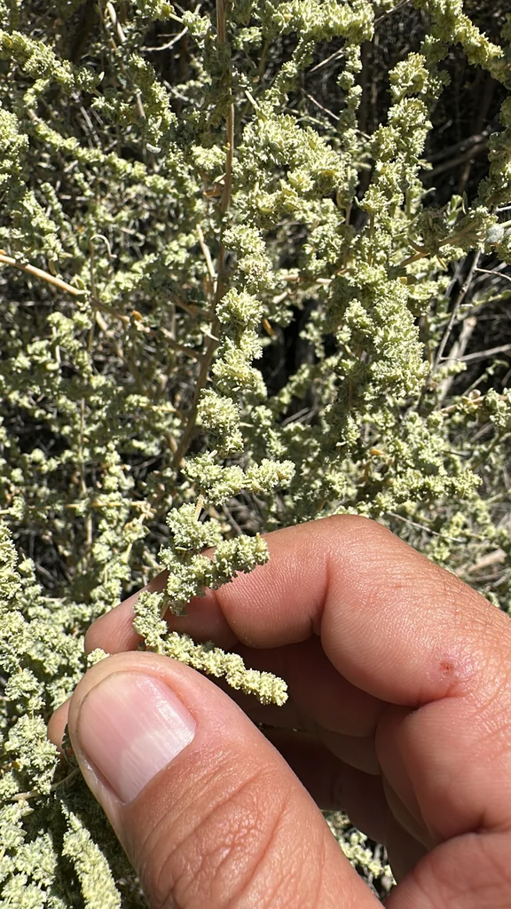 Atriplex Polycarpa