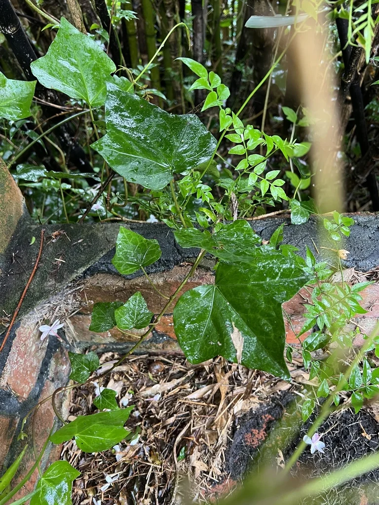 Jasminum Polyanthum