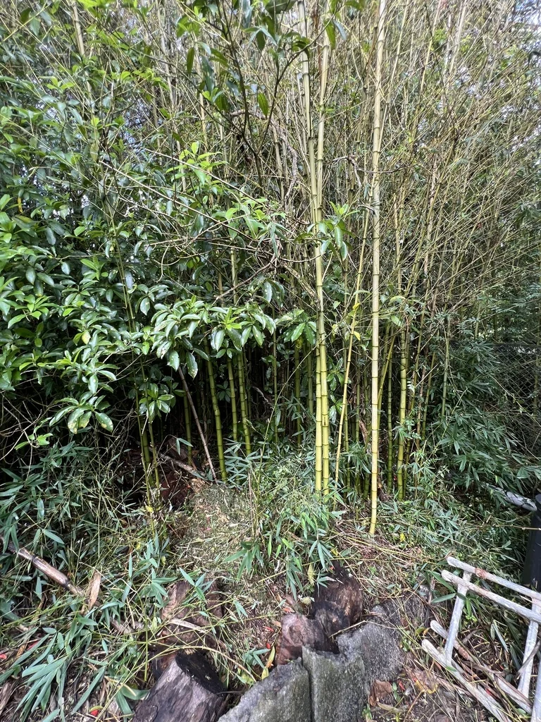 Phyllostachys Aurea
