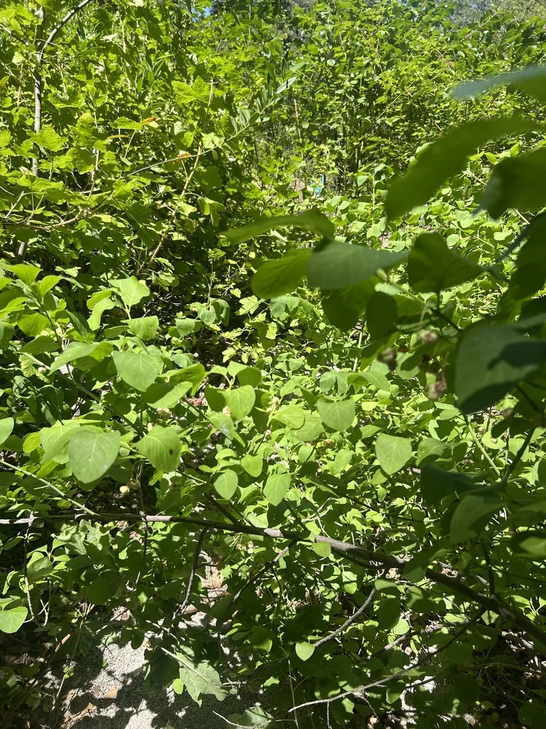 Euonymus Occidentalis