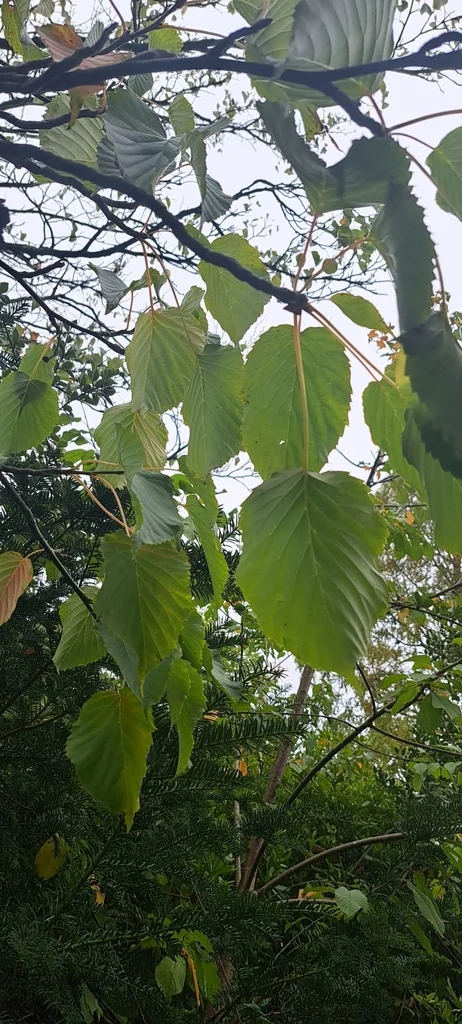 Davidia Involucrata
