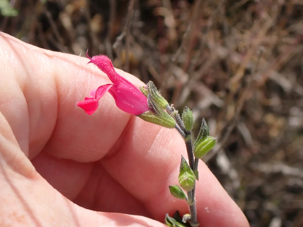 Salvia Microphylla