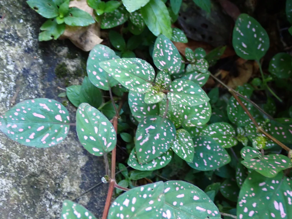 Hypoestes phyllostachya