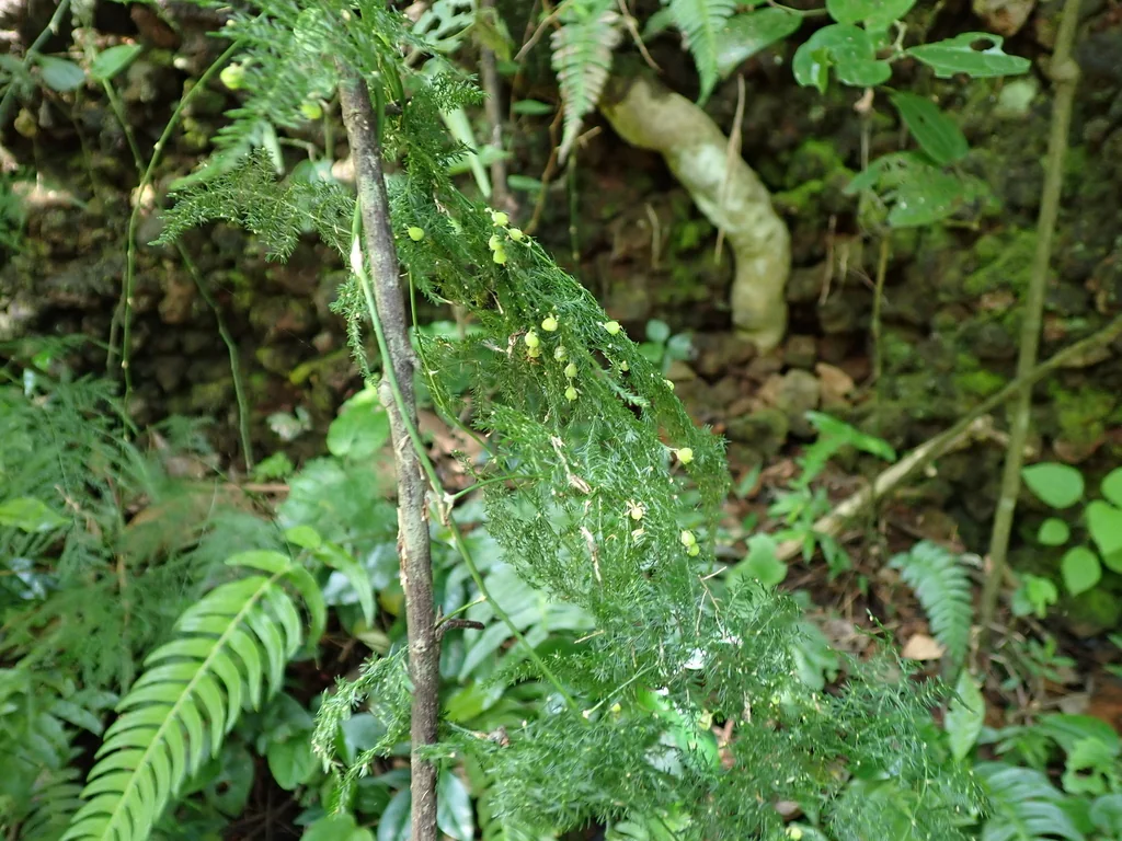 Asparagus Setaceus