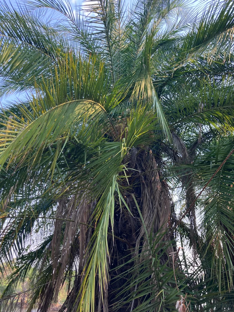 Phoenix reclinata