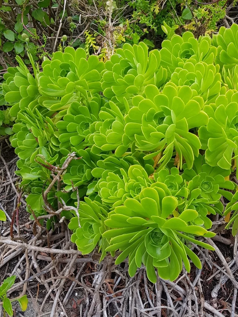 Aeonium Arboreum