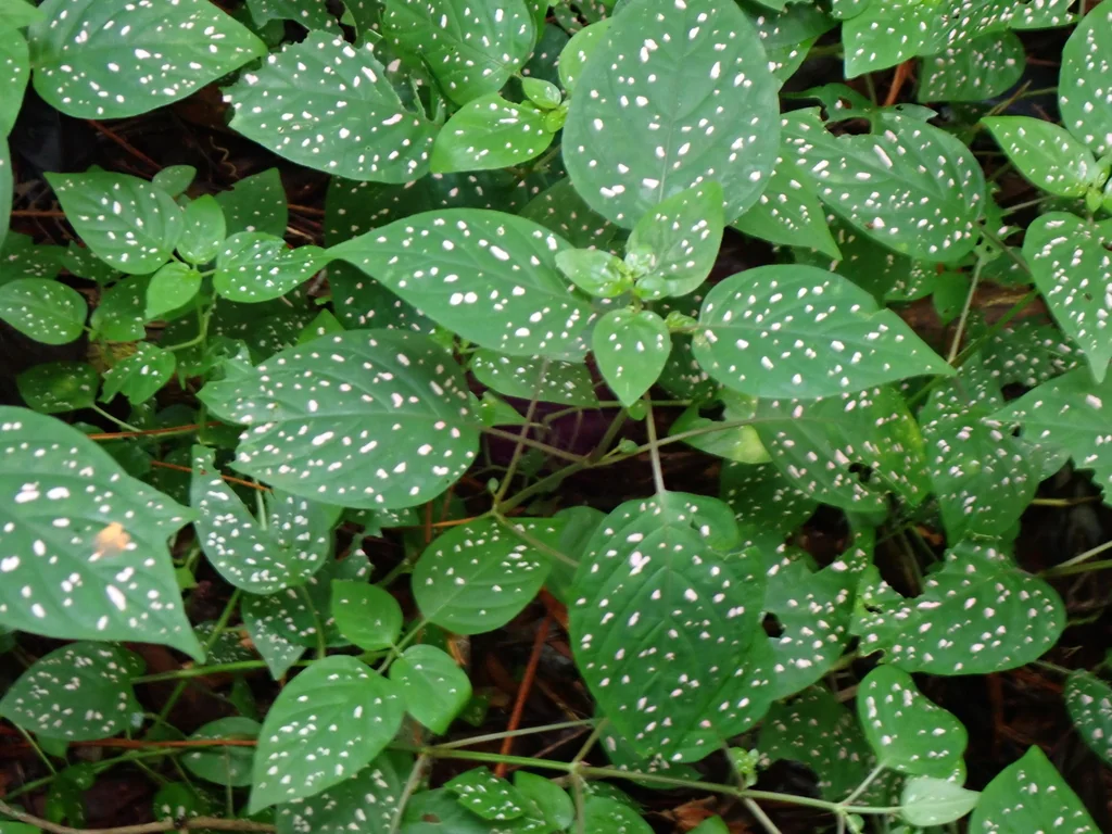 Hypoestes phyllostachya