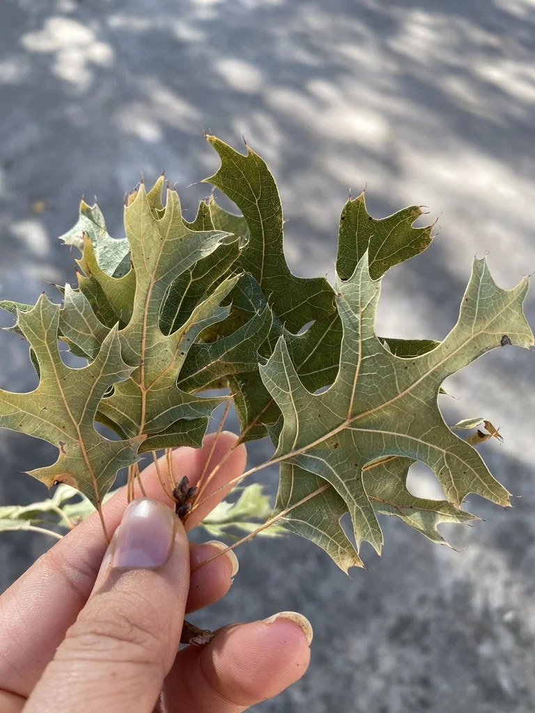 Quercus Buckleyi