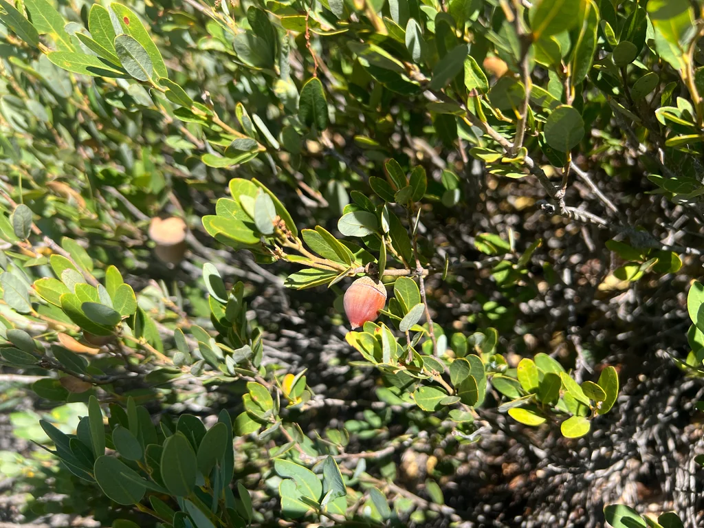 Quercus Vaccinifolia