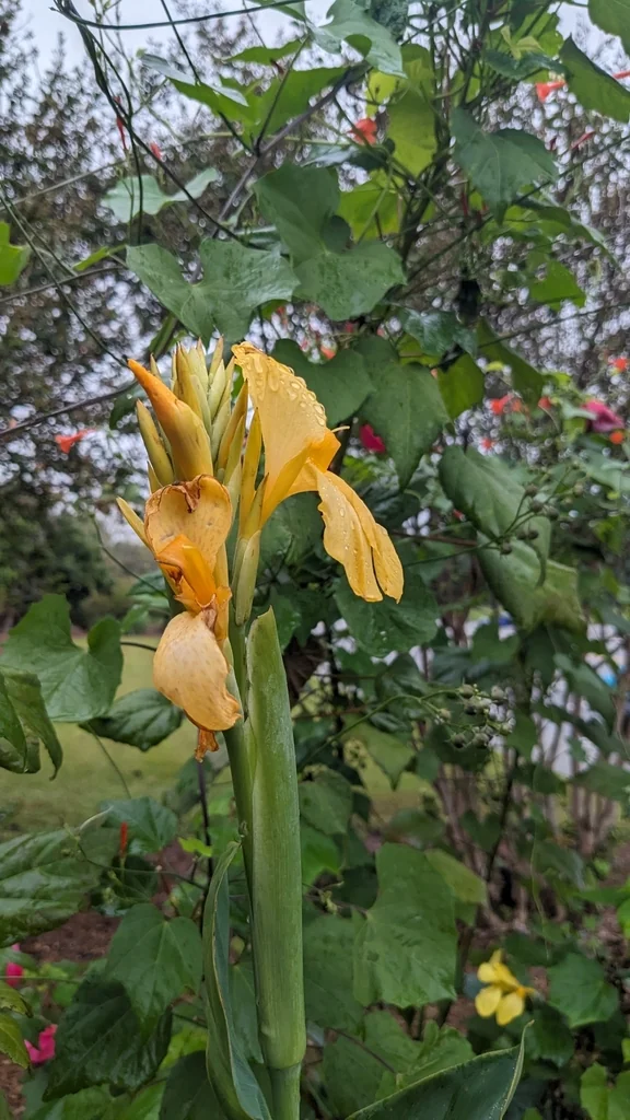 Canna generalis