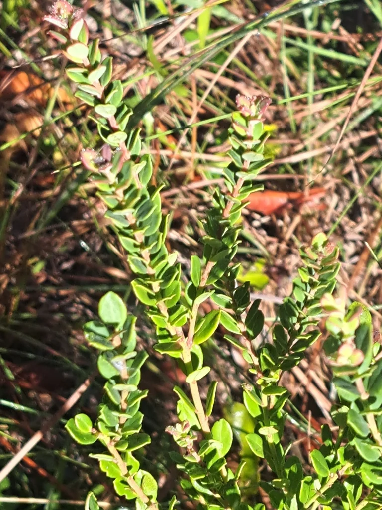 Vaccinium Darrowii
