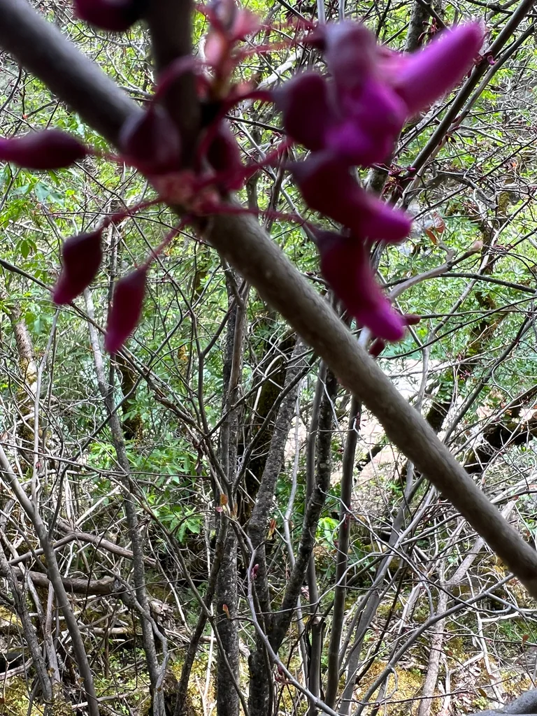 Cercis Occidentalis