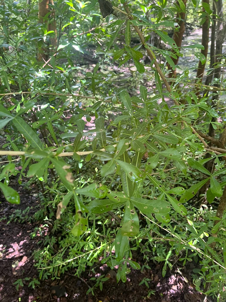 Crescentia Alata